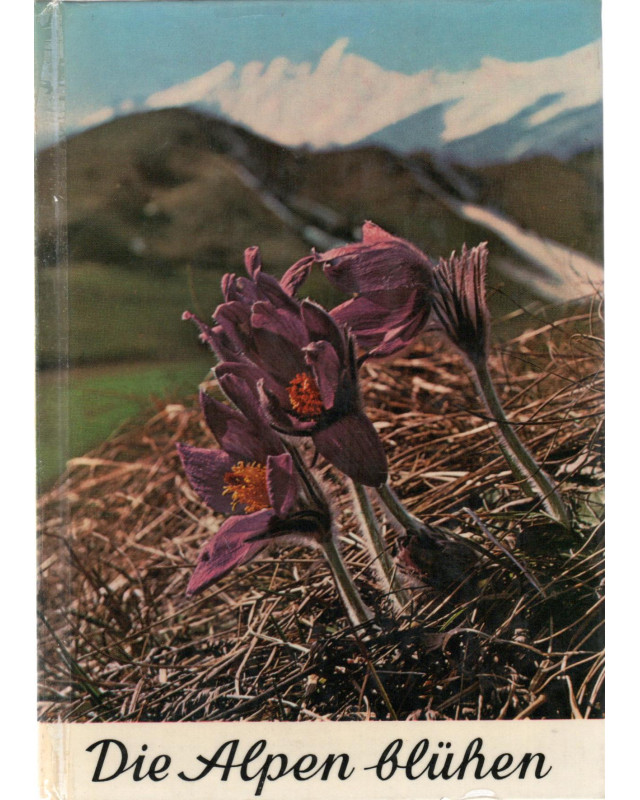 Die Alpen blühen