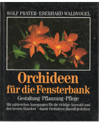Orchideen für die Fensterbank