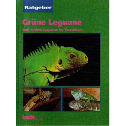 Grüne Leguane und andere Leguane im Terrarium - Ratgeber