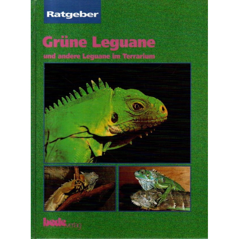 Grüne Leguane und andere Leguane im Terrarium - Ratgeber